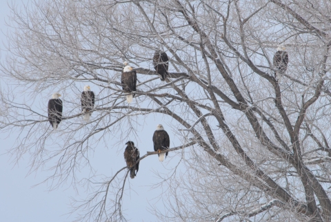 Eight bald eagles perched in a tree under an overcast winter sky
