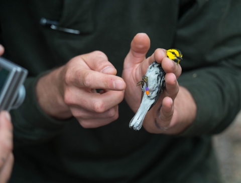 a small black, white and yellow bird is held in a person's hand. 
