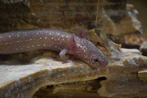 A single Barton springs salamander rests on a rock.