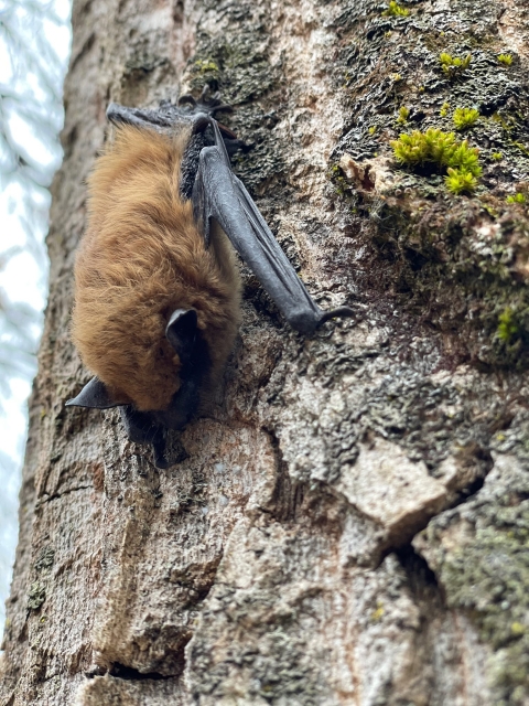 Big Brown Bat on tree