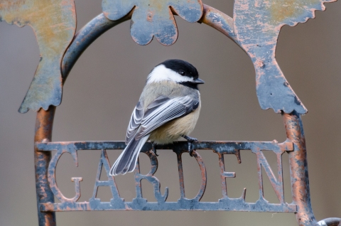 Black-capped chickadee on sign