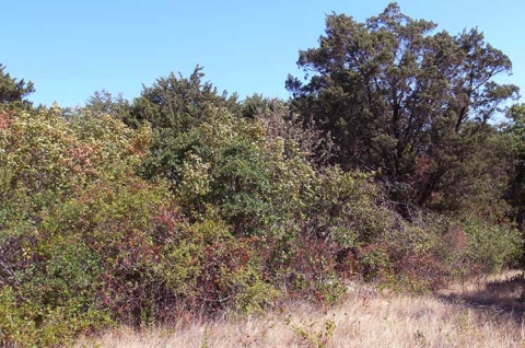 A large area of plants and brush against a blue sky.