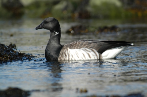 A brant goose forages along the water's surface