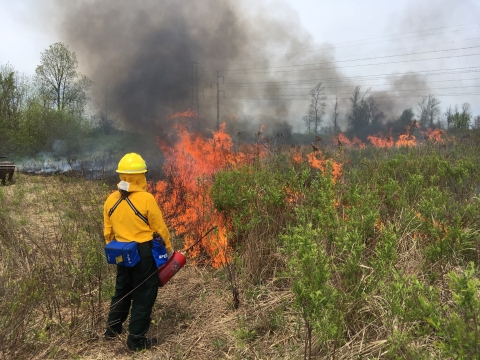Image of a firefighter performing a prescribed burn in a shrub habitat