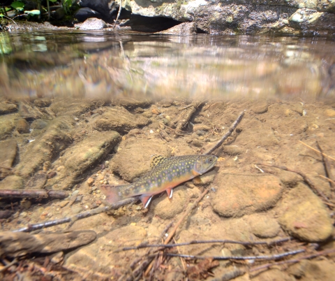 Brook trout on the water subsurface.