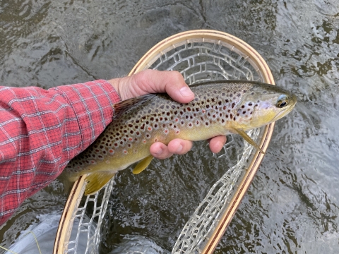 Brown trout caught in the Cherry Creek at Cherry Valley National Wildlife Refuge by Todd Burns of the Brodhead Chapter of Trout Unlimited.