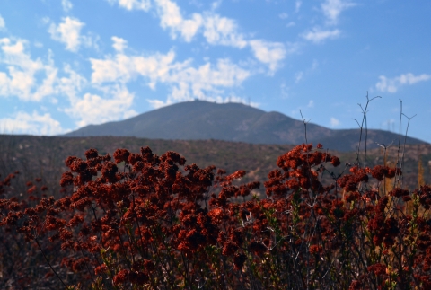 Buckwheat with tall mountain and blue sky in the background