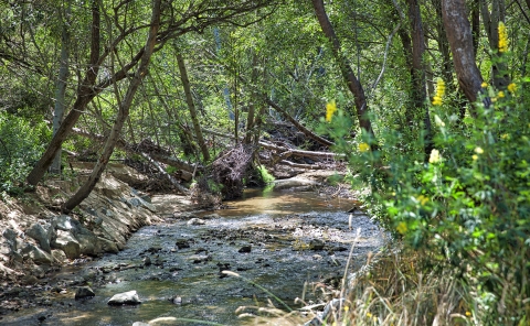 A creek in the woods
