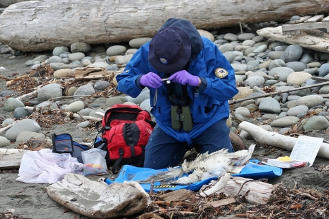 Volunteer Rod Norvell Conducts a COASST Survey of a Dead Seabird