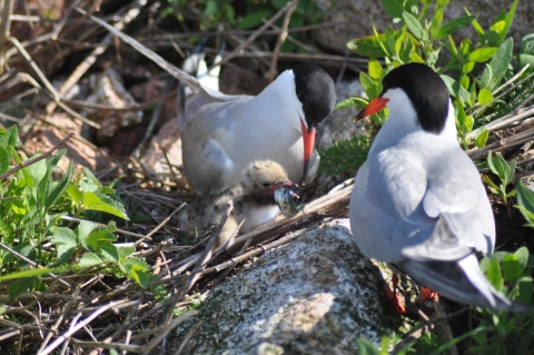 Common Tern chick eating with parents