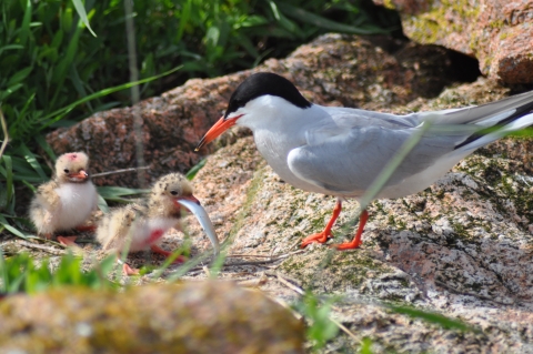 Common Tern chick swallowing fish