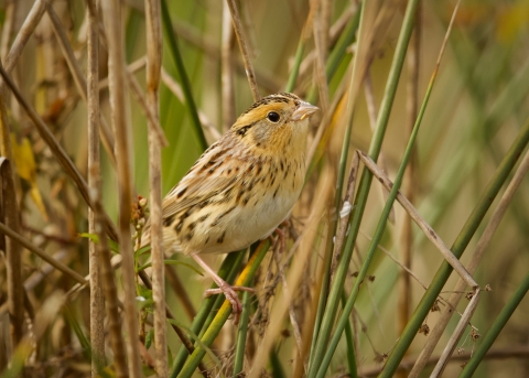 A LeContes Sparrow perched in tall vegetation.