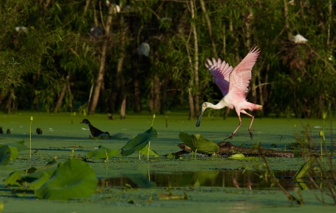 A roseatte spoonbill landing on a log and scaring a wood duck away in a wetland.
