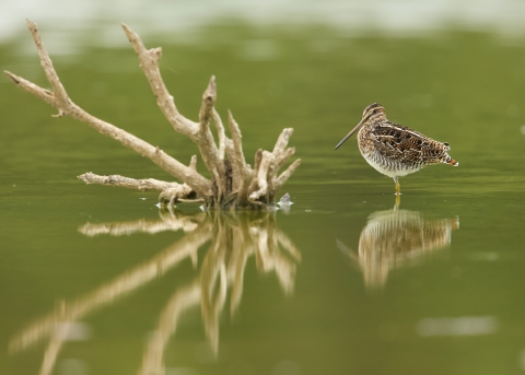 A snipe standing in water by a log.