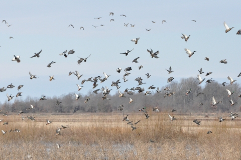 A large flock of ducks flying over a wetland.