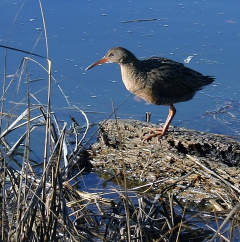 A brown bird stands on a log in water