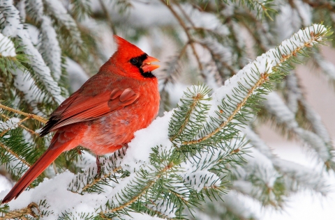 A brilliant red bird perched on a snow-covered evergreen needle branch