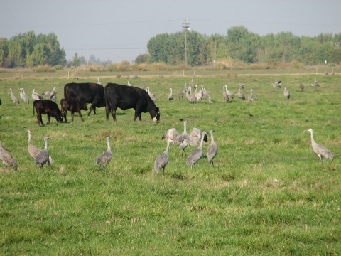 Cattle grazing in a field with a flock of sandhill cranes.