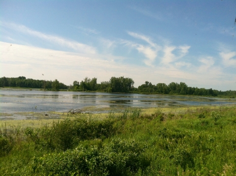 Image of a wetland in the mid-ground with grasslands in the foreground and trees along the horizon. blue sky and few clouds