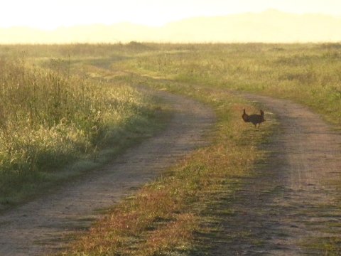 One male Attwater's prairie chicken stands in the middle of a dirt road