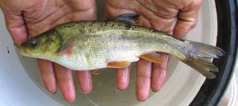 A single Chihuahua chub fish is held in someone's hands over a bucket of water.
