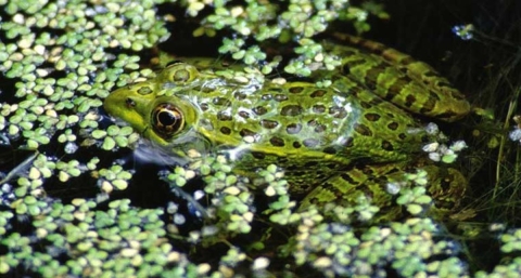 A Chihuahua leopard frog sits partially submerged underwater and under a layer of duckweed.