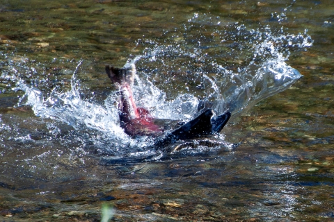 A salmon strikes another salmon in shallow water, causing the struck salmon's head to emerge from the water