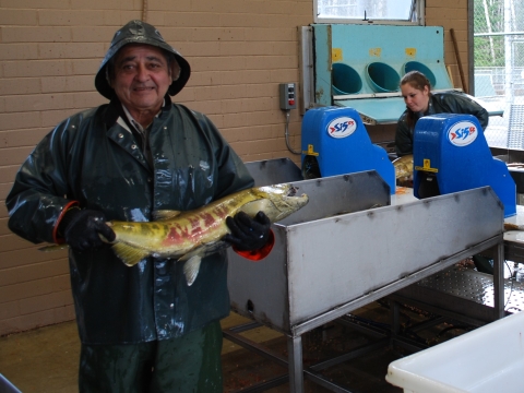 Quinault National Fish Hatchery staff spawning adult chum salmon.