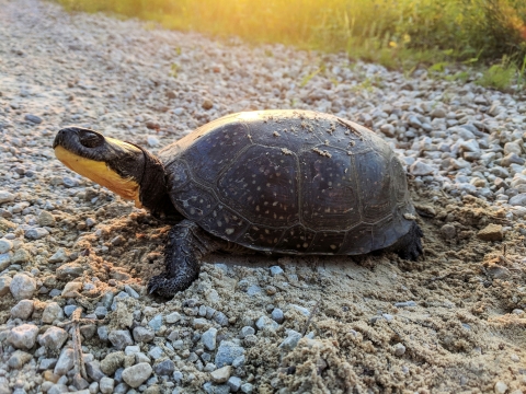 Blanding's Turtle laying eggs along the side of a dirt road