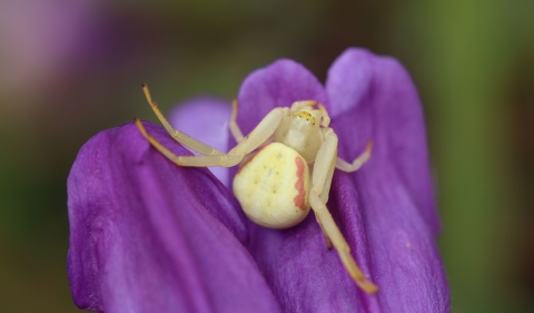 Crab Spider on flower