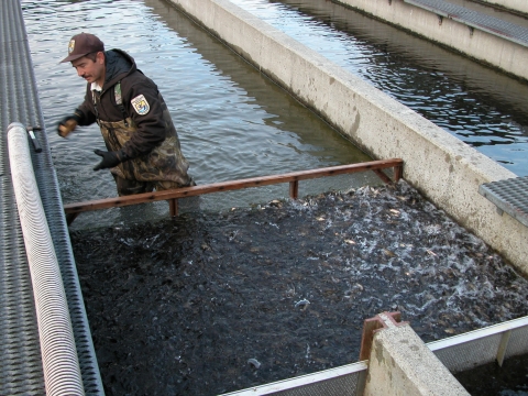Staff crowding ocean ready coho smolt in preparation for release into the Big Quilcene River
