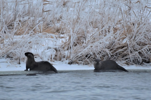 Pair of River Otter observed during winter at J. Clark Salyer National Wildlife Refuge