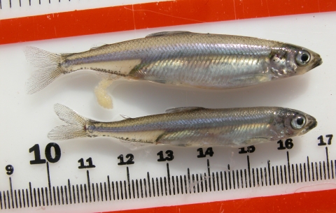 Two silver fish lie parallel on a ruler showing about 7 centimeters in length 
