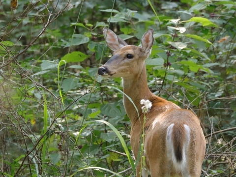 A doe white-tailed deer standing in tall vegetation.