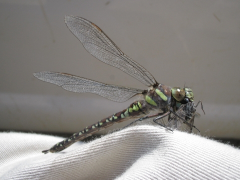 Dragon Fly, Aeshna Eremita
