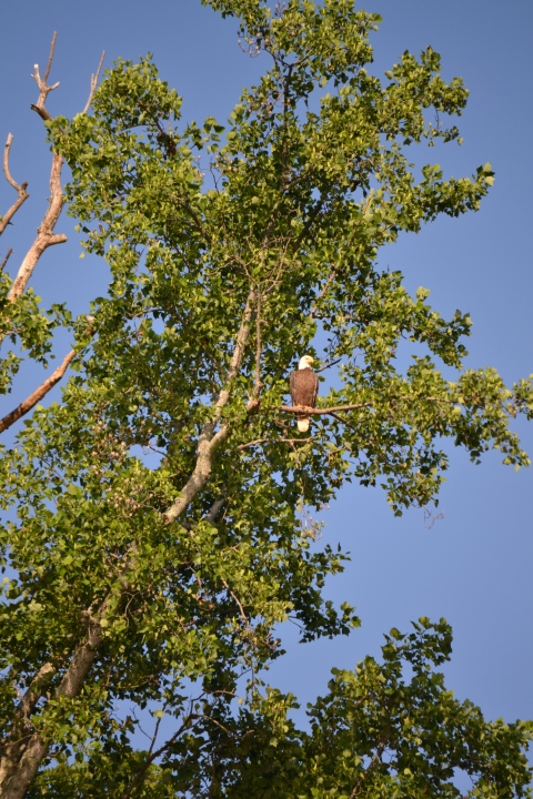 Bald Eagle perching in tree