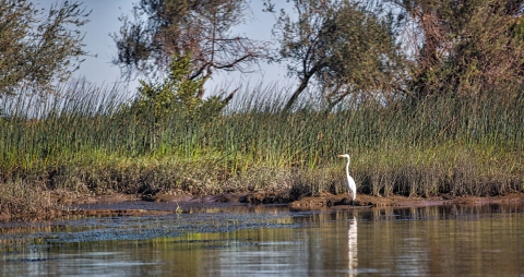 A white bird stands on a river's edge near tall grass 