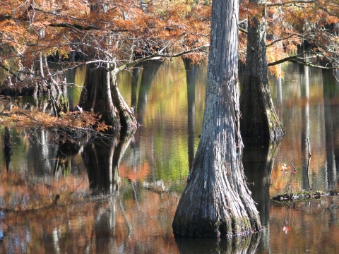 A cypress swamp in the fall.