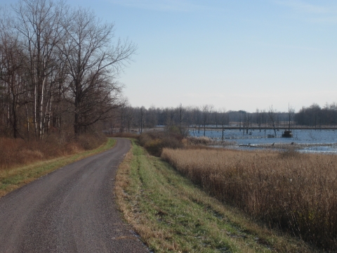 Image of a gravel road trail surrounded by trees and marsh