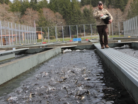 Quinault National Fish Hatchery staff feeding steelhead fry
