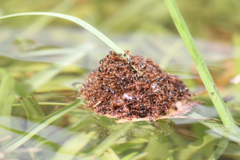 A closeup image of a mound of fire ants floating atop still water