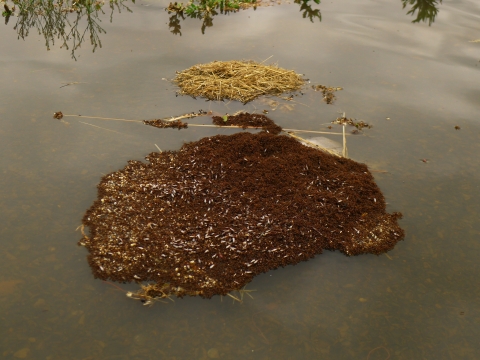 A large amorphous raft of brownish red fire ants floats atop calm water