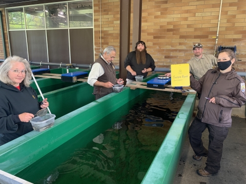 Quinault National Fish Hatchery staff conducting fish per pound measurements.