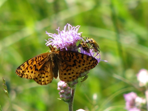 An orange and brown spotted butterfly rests on a purple flower