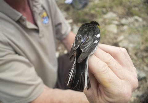 a small black, white and yellow bird is held to show a small location device on its back