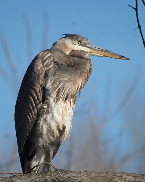 A great blue heron perched on a branch.