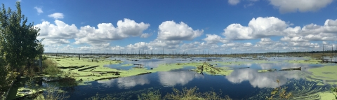 A still, deep blue marsh water covered with patches of green vegetation. The sky is deep blue, too, with puffy white clouds that reflect in the marsh.