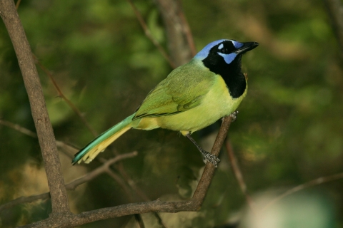 A green jay displays its green wings and belly, black apron, and light blue head at Santa Ana National Wildlife Refuge in Texas.