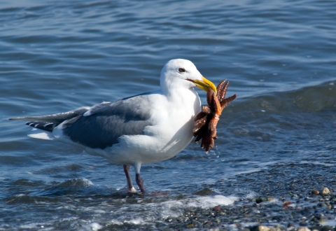 Glaucous-winged Gull with a Sea Star