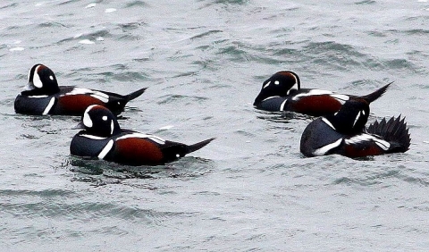Four ducks floating in choppy seawater. All four are rust brown-and-black wit distinctive white striping